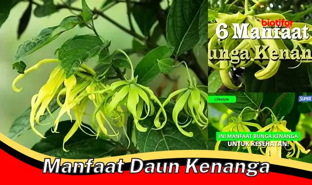 manfaat daun kenanga