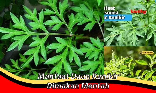 manfaat daun kenikir dimakan mentah