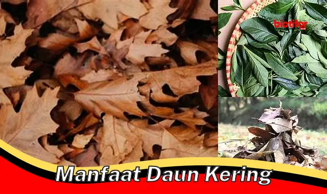 manfaat daun kering