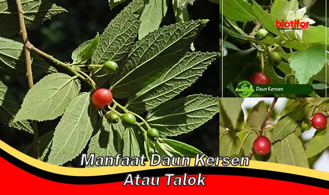 manfaat daun kersen atau talok