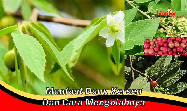 manfaat daun kersen dan cara mengolahnya