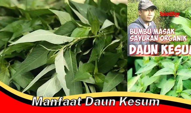 manfaat daun kesum