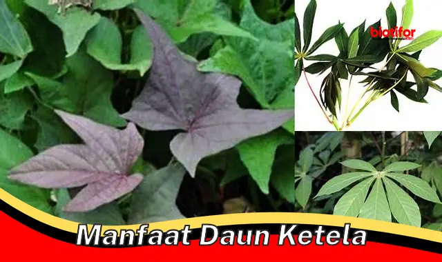 manfaat daun ketela