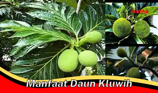 manfaat daun kluwih