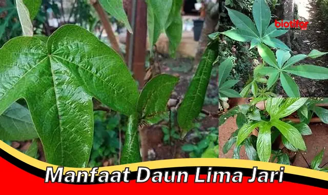 manfaat daun lima jari