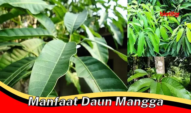 manfaat daun mangga