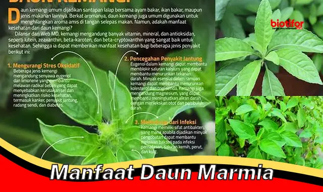 manfaat daun marmia