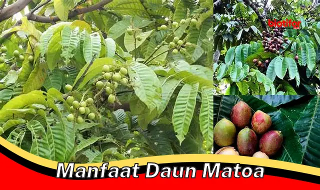 Temukan Manfaat Daun Matoa Jarang Diketahui Biotifor