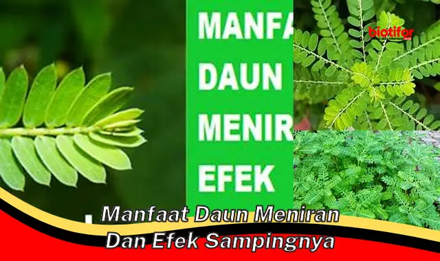 manfaat daun meniran dan efek sampingnya