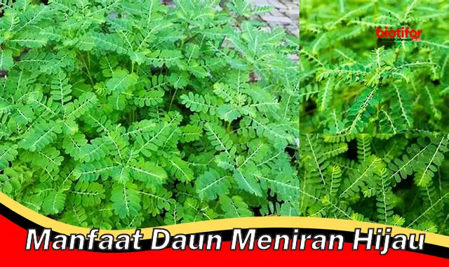 manfaat daun meniran hijau