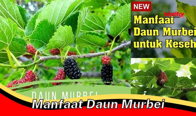 manfaat daun murbei