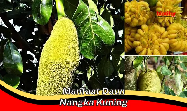 manfaat daun nangka kuning