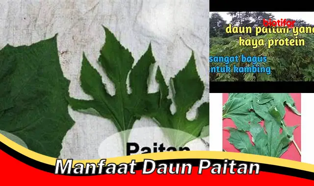 manfaat daun paitan