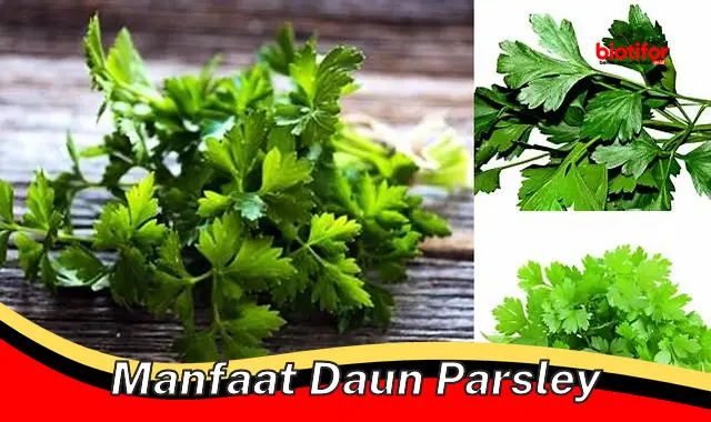 manfaat daun parsley