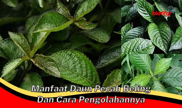 manfaat daun pecah beling dan cara pengolahannya