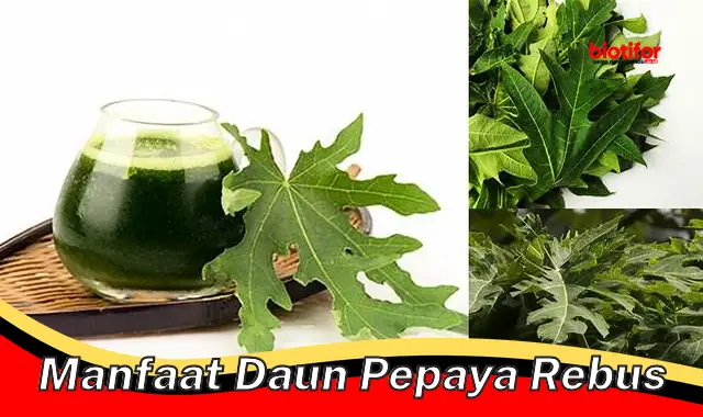 manfaat daun pepaya rebus