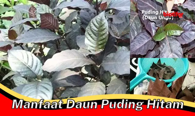 manfaat daun puding hitam