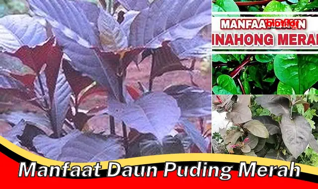 manfaat daun puding merah