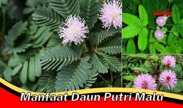 manfaat daun putri malu