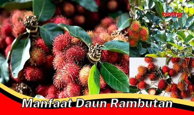 manfaat daun rambutan