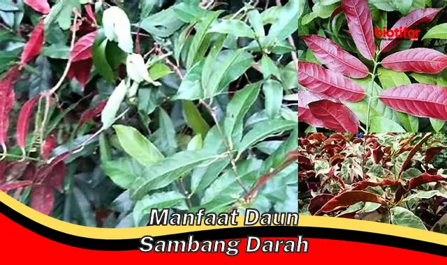 manfaat daun sambang darah