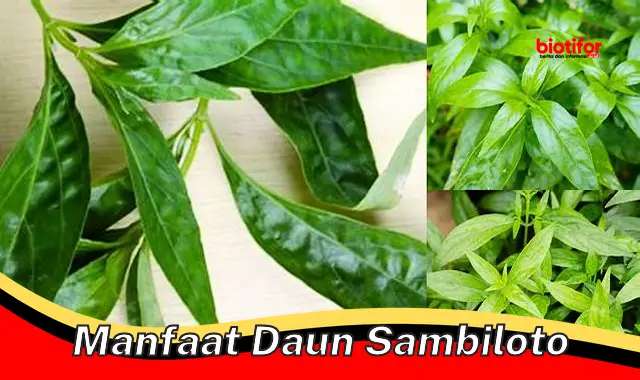 manfaat daun sambiloto