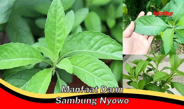 manfaat daun sambung nyowo