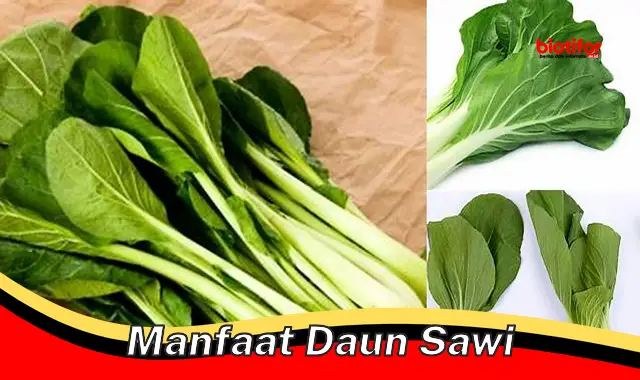 manfaat daun sawi