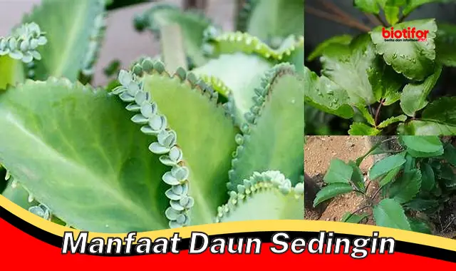 manfaat daun sedingin