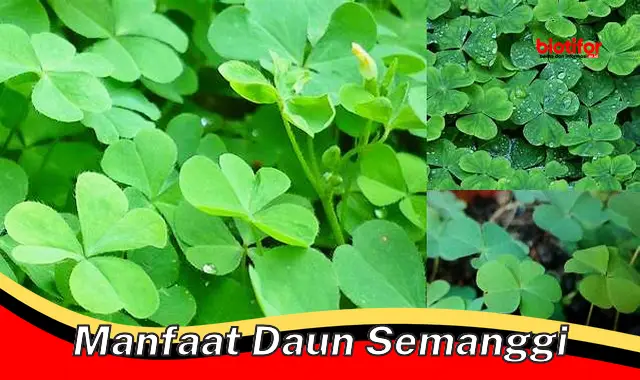 Manfaat Daun Semanggi yang Jarang Diketahui - Biotifor