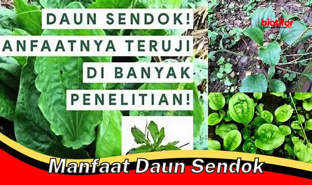 manfaat daun sendok