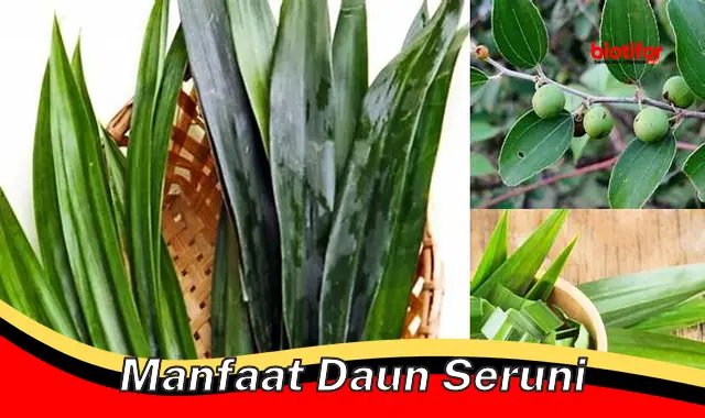 manfaat daun seruni