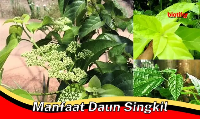 manfaat daun singkil