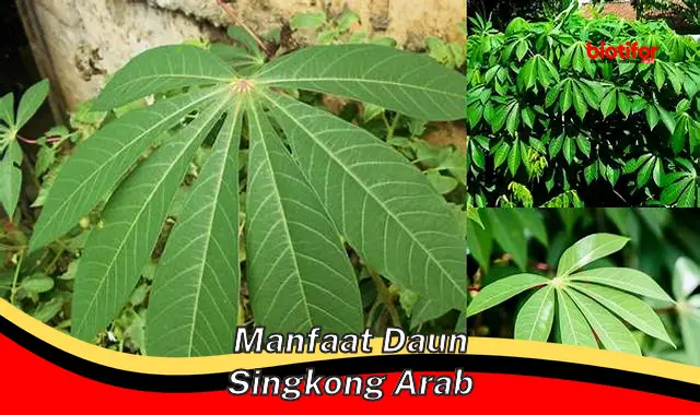 manfaat daun singkong arab