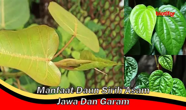 manfaat daun sirih asam jawa dan garam