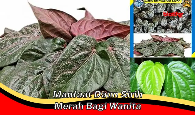 manfaat daun sirih merah bagi wanita