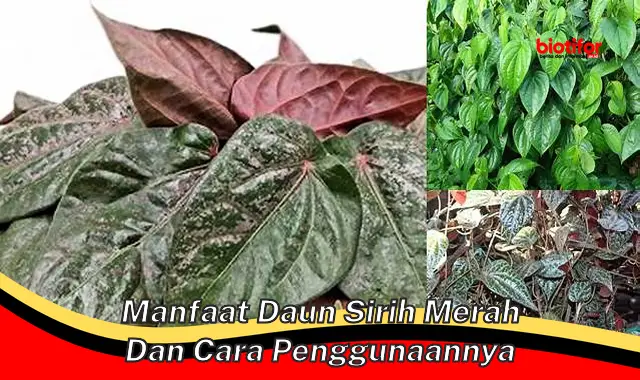 manfaat daun sirih merah dan cara penggunaannya