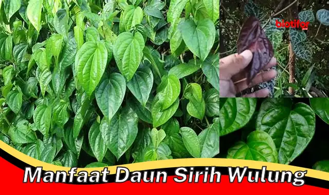 manfaat daun sirih wulung