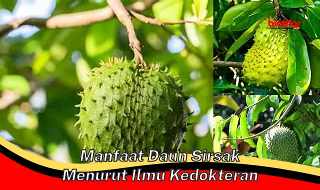 manfaat daun sirsak menurut ilmu kedokteran