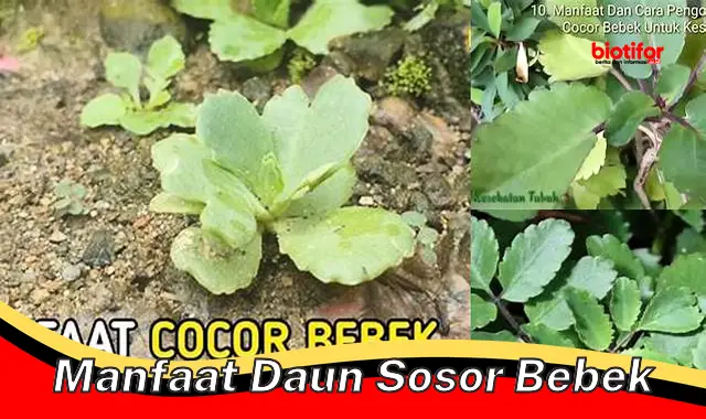 manfaat daun sosor bebek