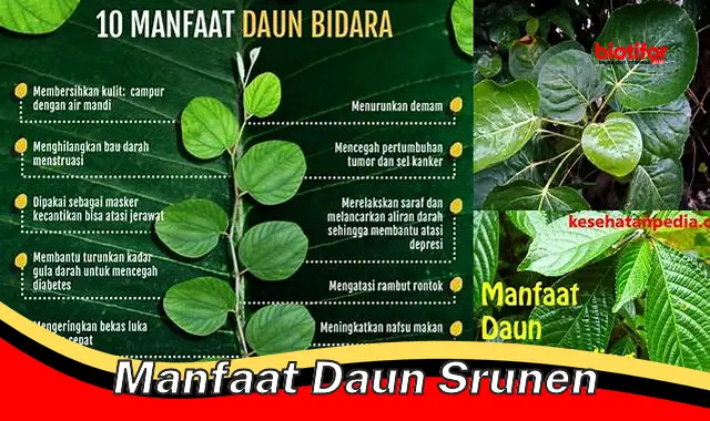 manfaat daun srunen