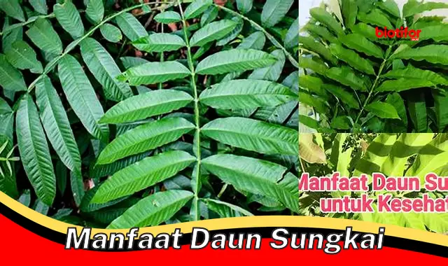 manfaat daun sungkai