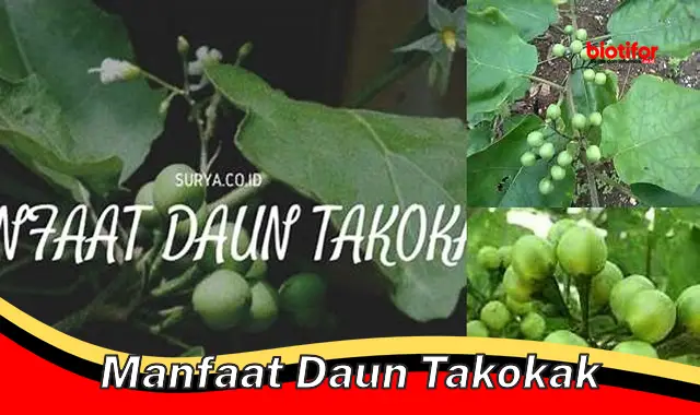 manfaat daun takokak