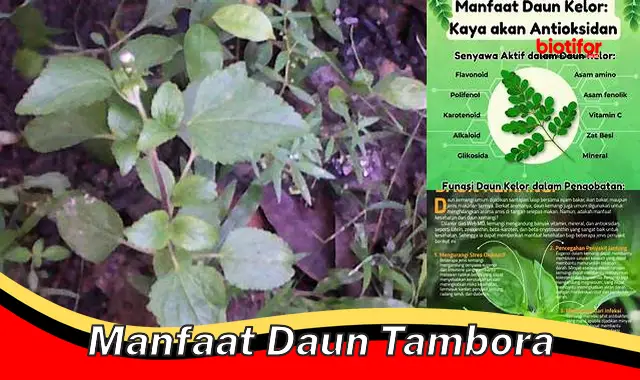 manfaat daun tambora