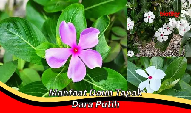 manfaat daun tapak dara putih