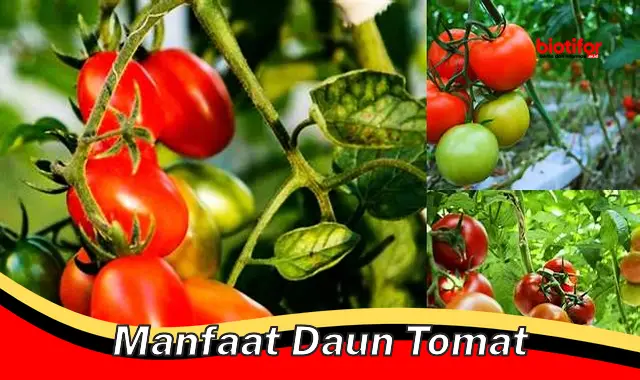 manfaat daun tomat