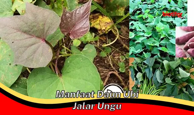 manfaat daun ubi jalar ungu