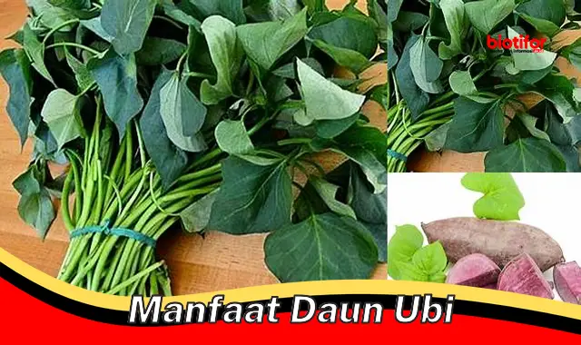 manfaat daun ubi