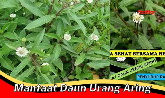 manfaat daun urang aring