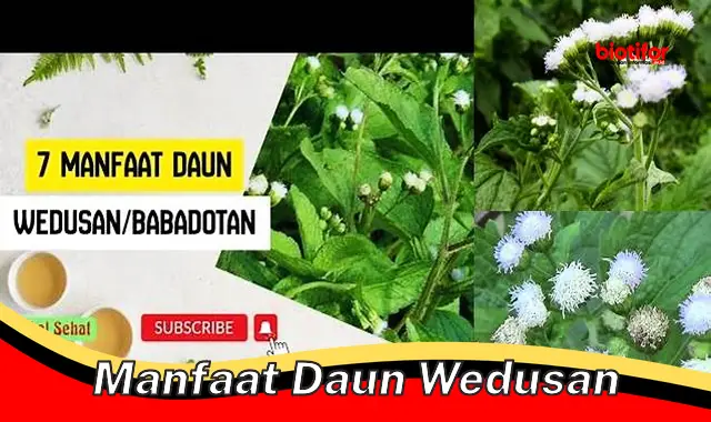 manfaat daun wedusan